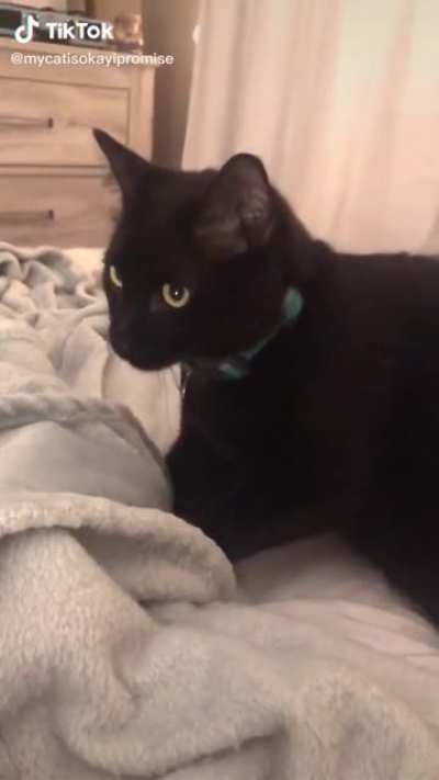 R.I.P gato