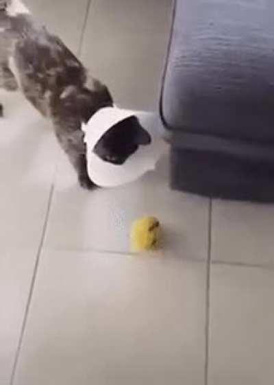 Cat Lag