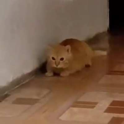 Glorius Felis catus | Pet | Legendary Tier | +50 Sight, +20 Derp
