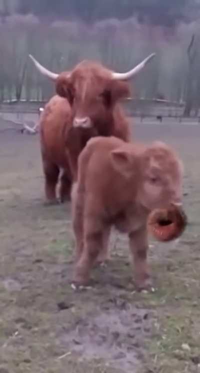 Moo
