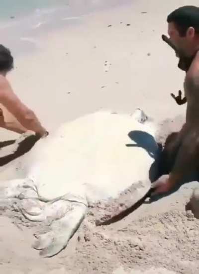 Helping a flipped turtle