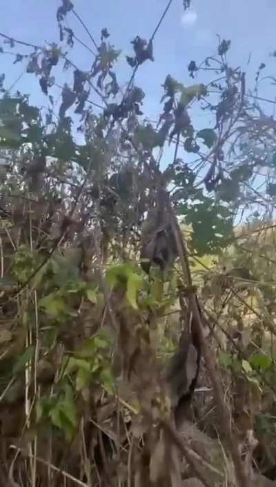 Meitei militants get shot while recording as they attack a Kuki village volunteer position in Sinam. [ gets shot around 1:45]