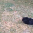 Cats are poorly adapted to playing fetch