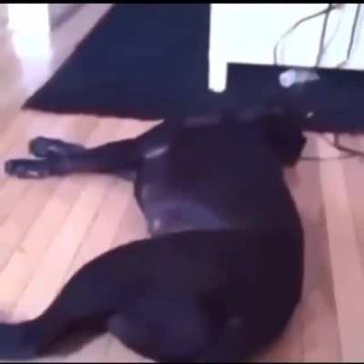swagger dog