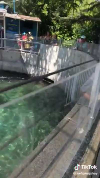 Feeding the seals