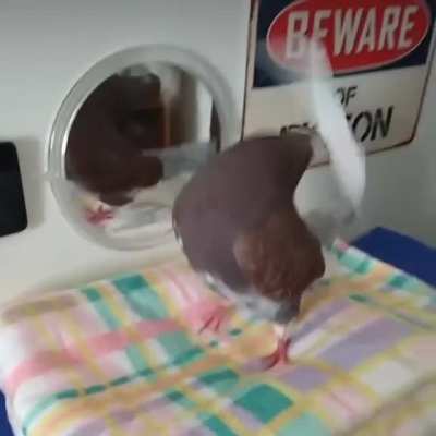 Pigeon Malfunction