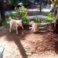 Doggo got mad skills