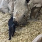 An unusual bromance