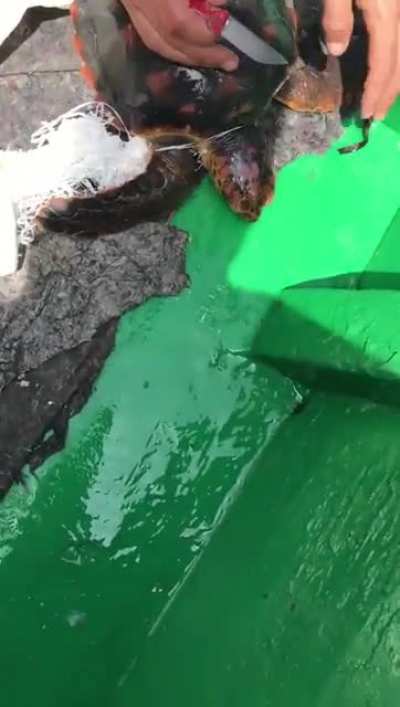 sea turtle being saved in Tunisian water