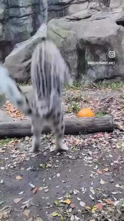 Lovely snep