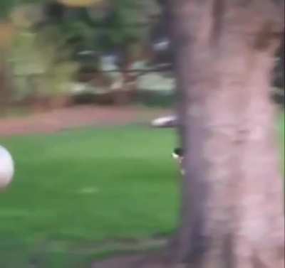 To chase the ball