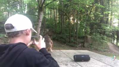 Hello Mr. Owl