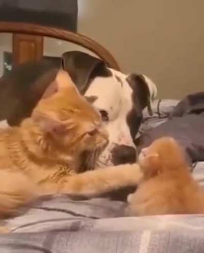 Все любят Котиков