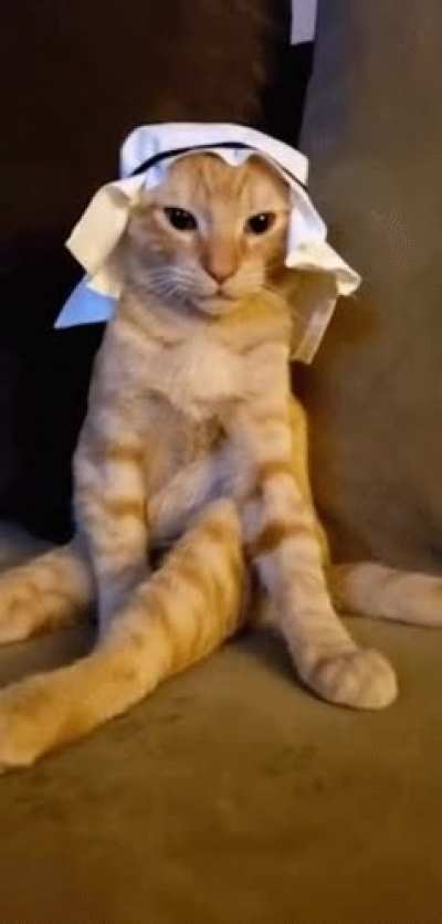 hello allah cat