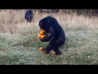 Trying to carry all of the groceries in a single trip