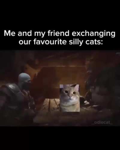 Silly cats 😻