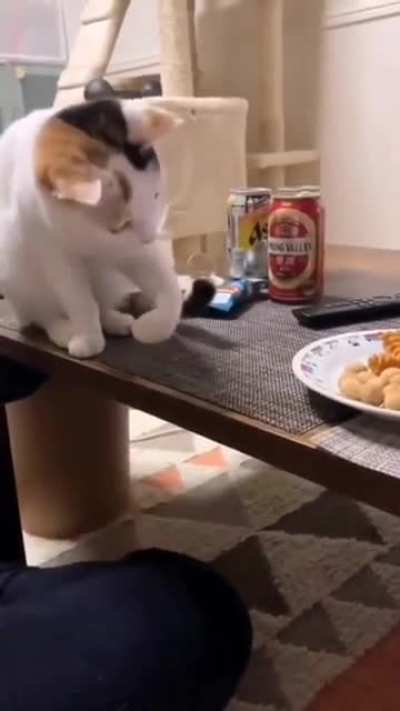 I feed you hooman