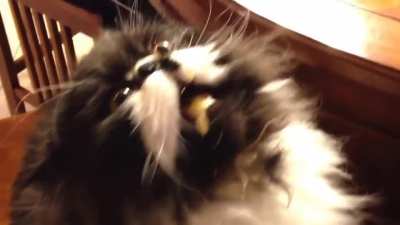 Cat or murloc?
