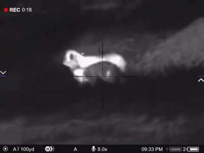 Coyote attempts to kill a man's sheep and he drops it with a Pulsar thermal
