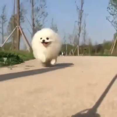 Running Cotton ball