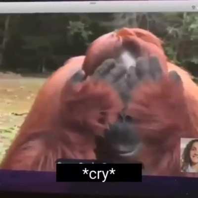 Racist monky