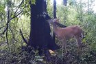 If a deer farts in the forest and no one's around to hear it does it make a so— GADDAMM!