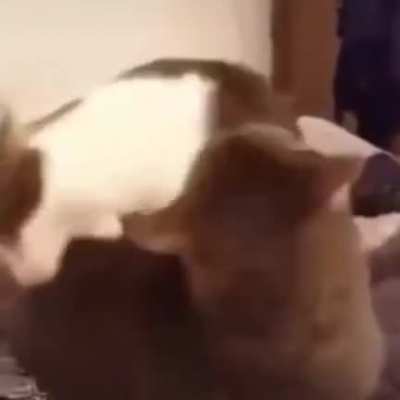 Pussy gets fucked