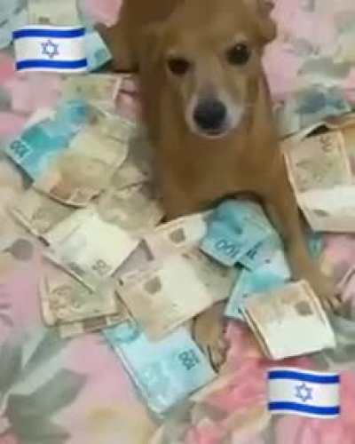 cachorro agiota