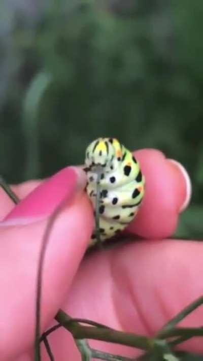 Caterpillars have been called 