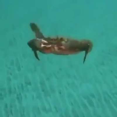 I believe I can fly!