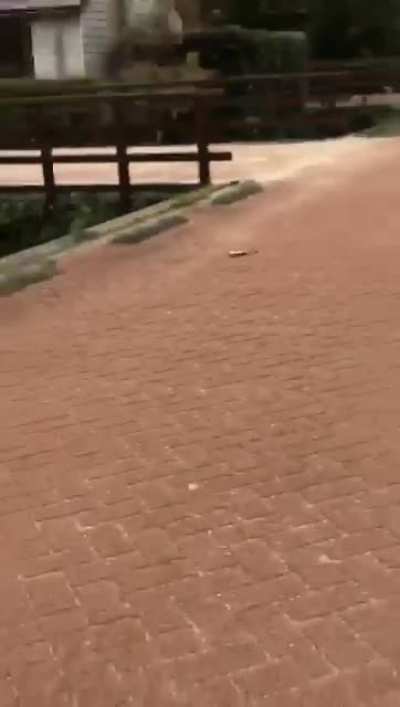 Friend found a fish about to be eaten