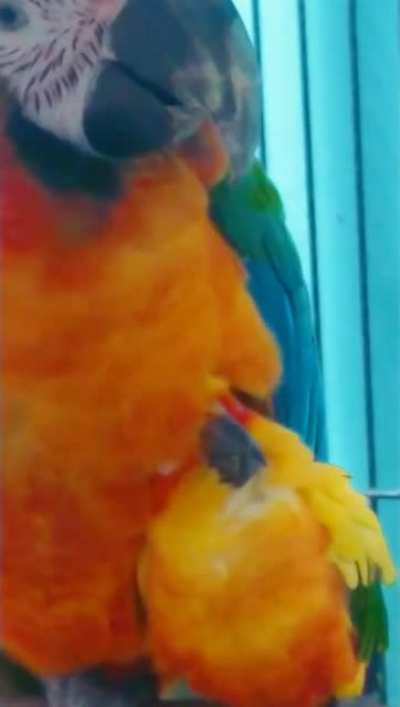 BirbFriends