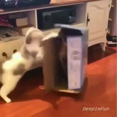Котики