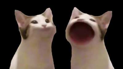 Cat vol 3
