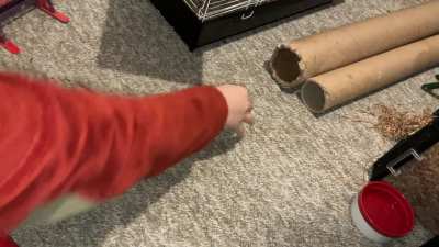My smart pet rat Chickpea is learning to play basketball - pt 2!