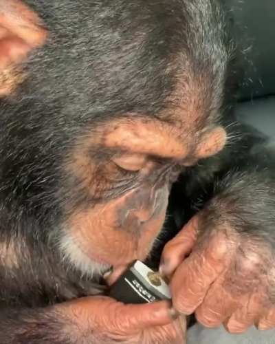 Chimpanzee behavior is extremely complex