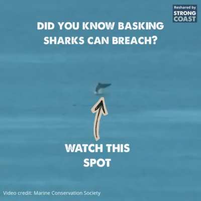 Basking sharks may look like they’re running on dial-up, but they’ve got a lot more power than they let on.