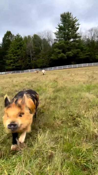 Playfully chasing after the cameraman