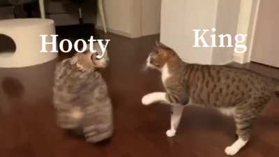 King meets Hooty/or Owlbert