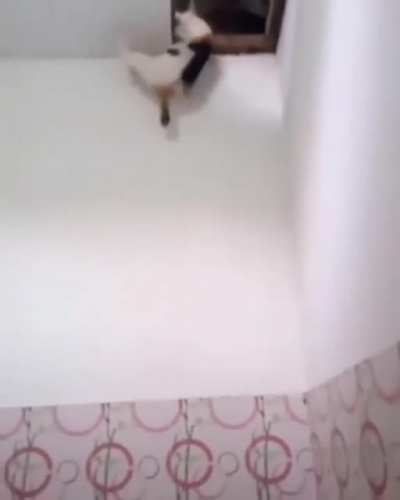 Kaan kedi alırken bir daha düşün