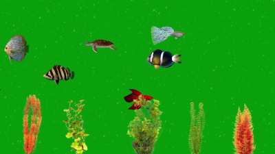 Green Screen Fish in Aquarium: Surreal Underwater Visuals! 🐠✨ #AquariumVFX