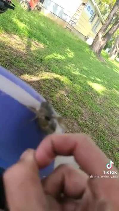 Do cicadas count?