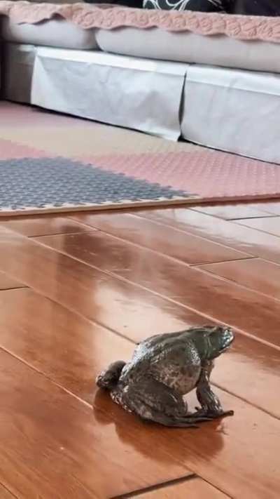 learning to cat