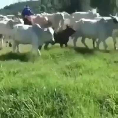 Toca o berrante