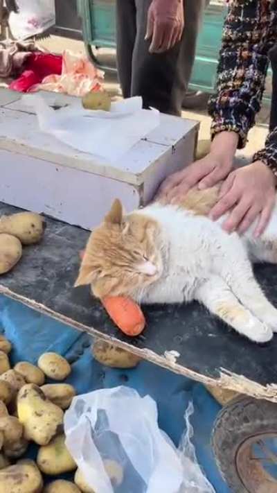 Sleeping on the job with his little pillow