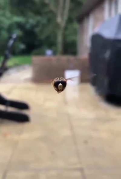 Bee buzzing.mp4