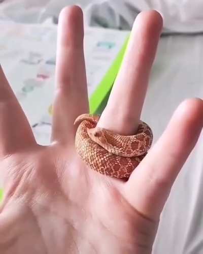 The way this snek wraps around the finger..