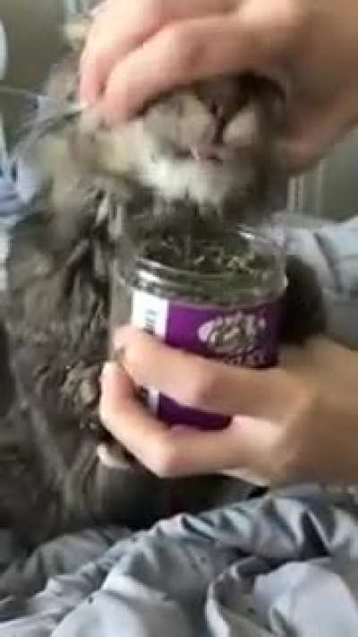 a cat stoner