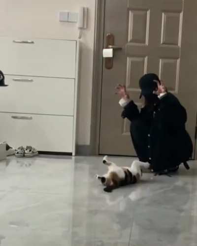 Cat just wanna startle his owner but instead he was the one who was startled