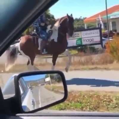 Horse dancing to music